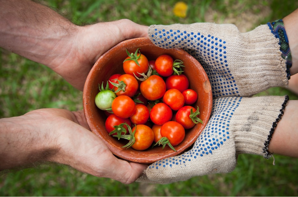 a bowl of fresh picked tomatoes be handed to a someone
